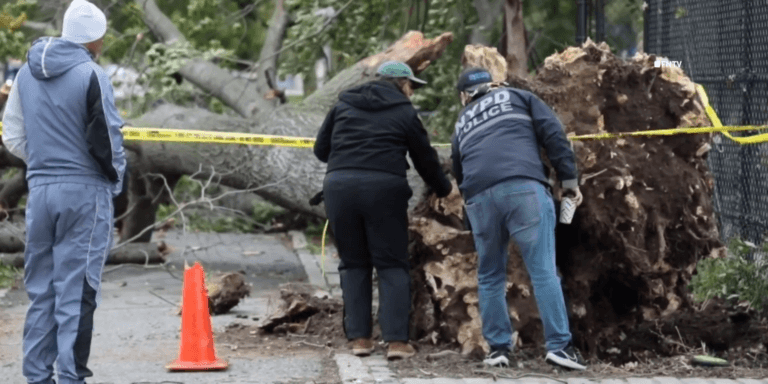 NYCHA Worker Killed by Falling Tree During Nor’easter
