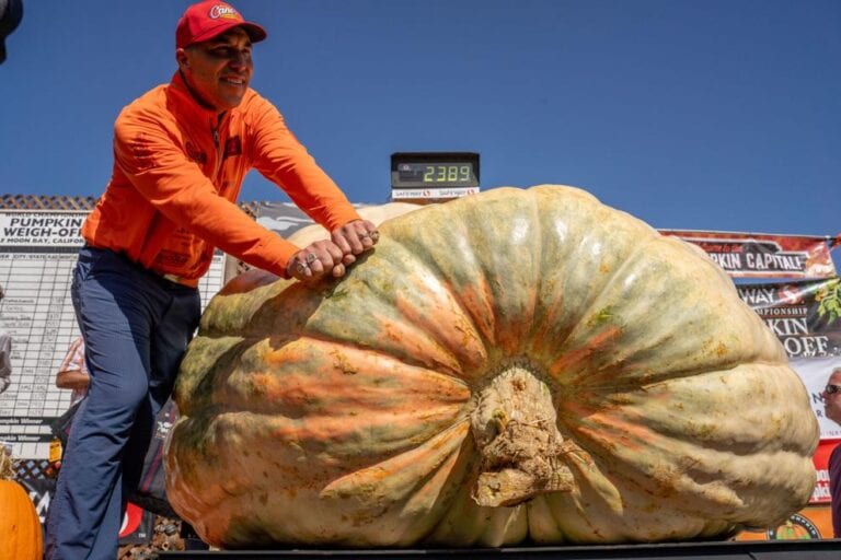 A Giant Pumpkin Named Rocky Gives A Champion Grower His California Comeback