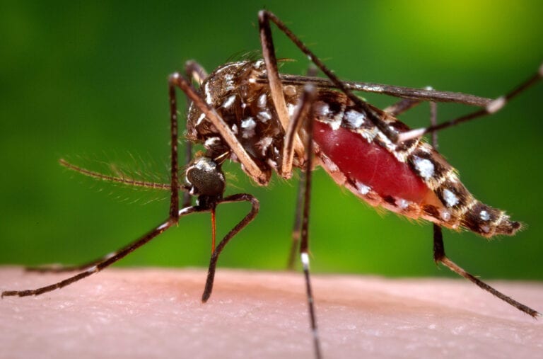 Florida’s Dengue Outbreak Is Now The Largest In A Us State In Decades