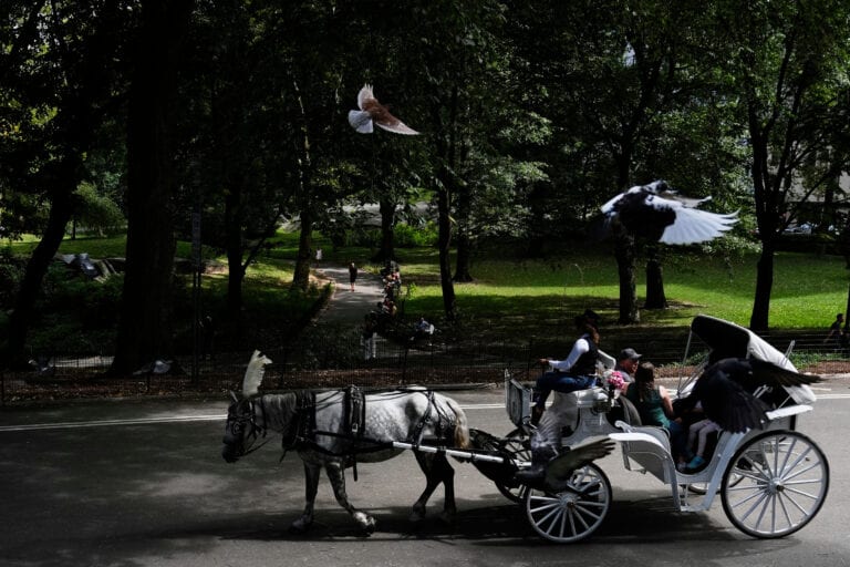 New York To Ban Central Park’s Horse-drawn Carriages After Teen’s Death