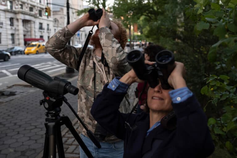 A Rare Family Of Barn Owls Moved Into Manhattan’s Upper West Side. New Yorkers Are Captivated