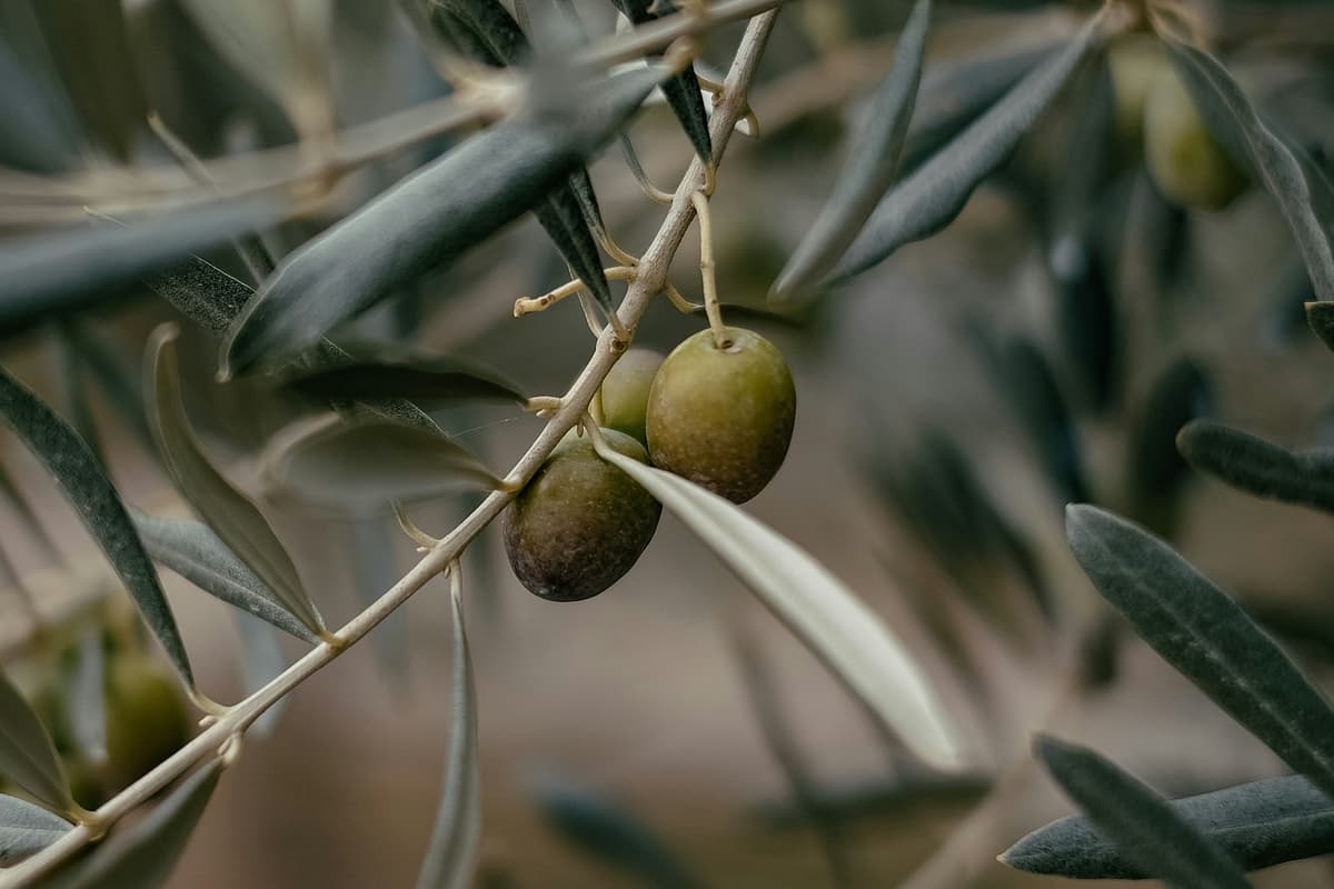 גם בכפר של חיזבאללה: המסיק שמאשר צה"ל בלבנון