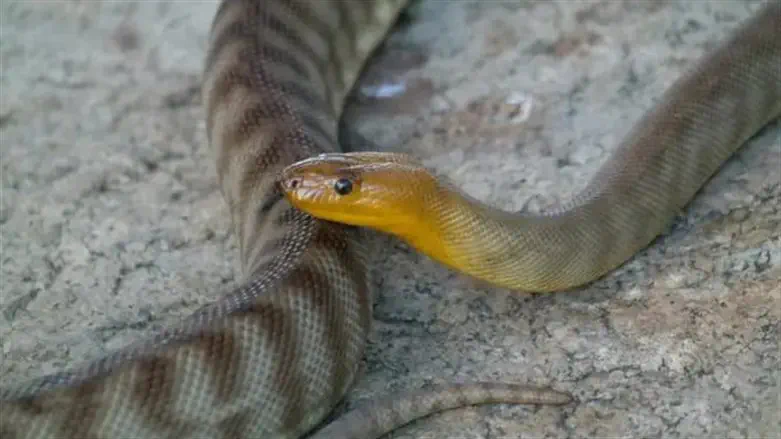 Horror in a suitcase: 92 venomous reptiles discovered at German airport
