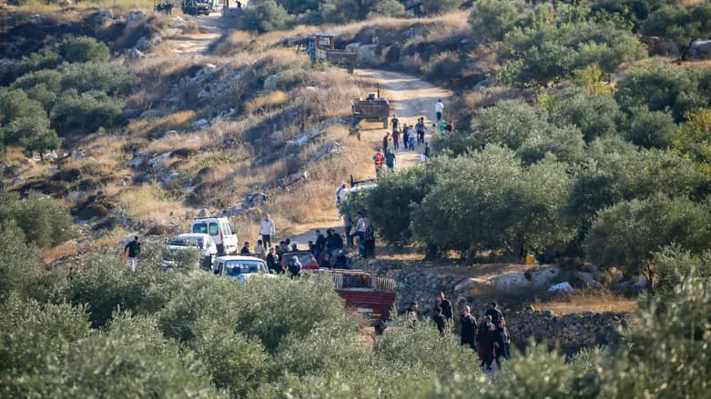 Father and son deported from Israel over illegal olive harvest