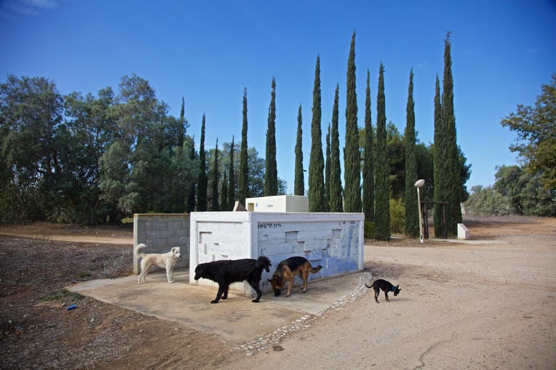 חשש לכלבת ברמת הגולן: שני תנים נגועים התגלו באזור מושב רמות