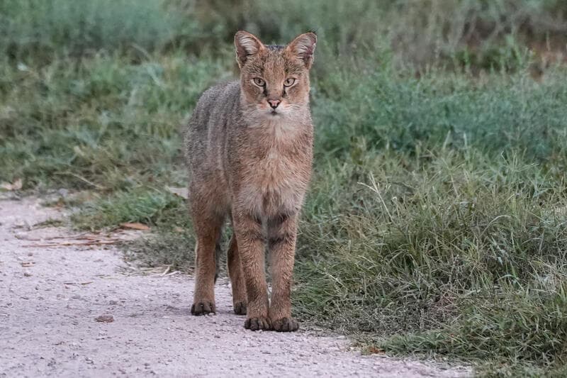 נעצר חשוד בהתעללות חמורה בחתול בעמק המעיינות