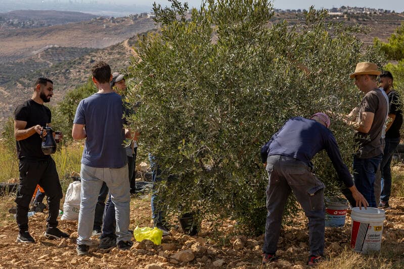 ההיערכות המוקדמת מנעה עימותים במסיק: שני פעילים זרים נעצרו ויגורשו מישראל