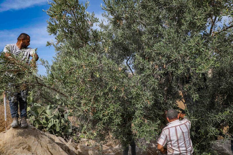 'אל תגידו לא אמרנו': מועצת בנימין מזהירה מפרובוקציית פעילי שמאל בחסות מסיק הזיתים