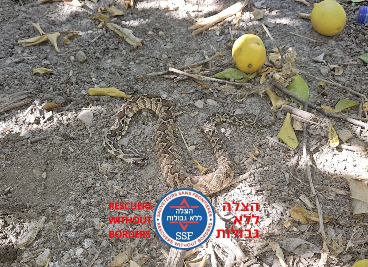 הכשת נחש בבקעת הירדן: נער כבן 16 פונה במצב בינוני לבית החולים העמק