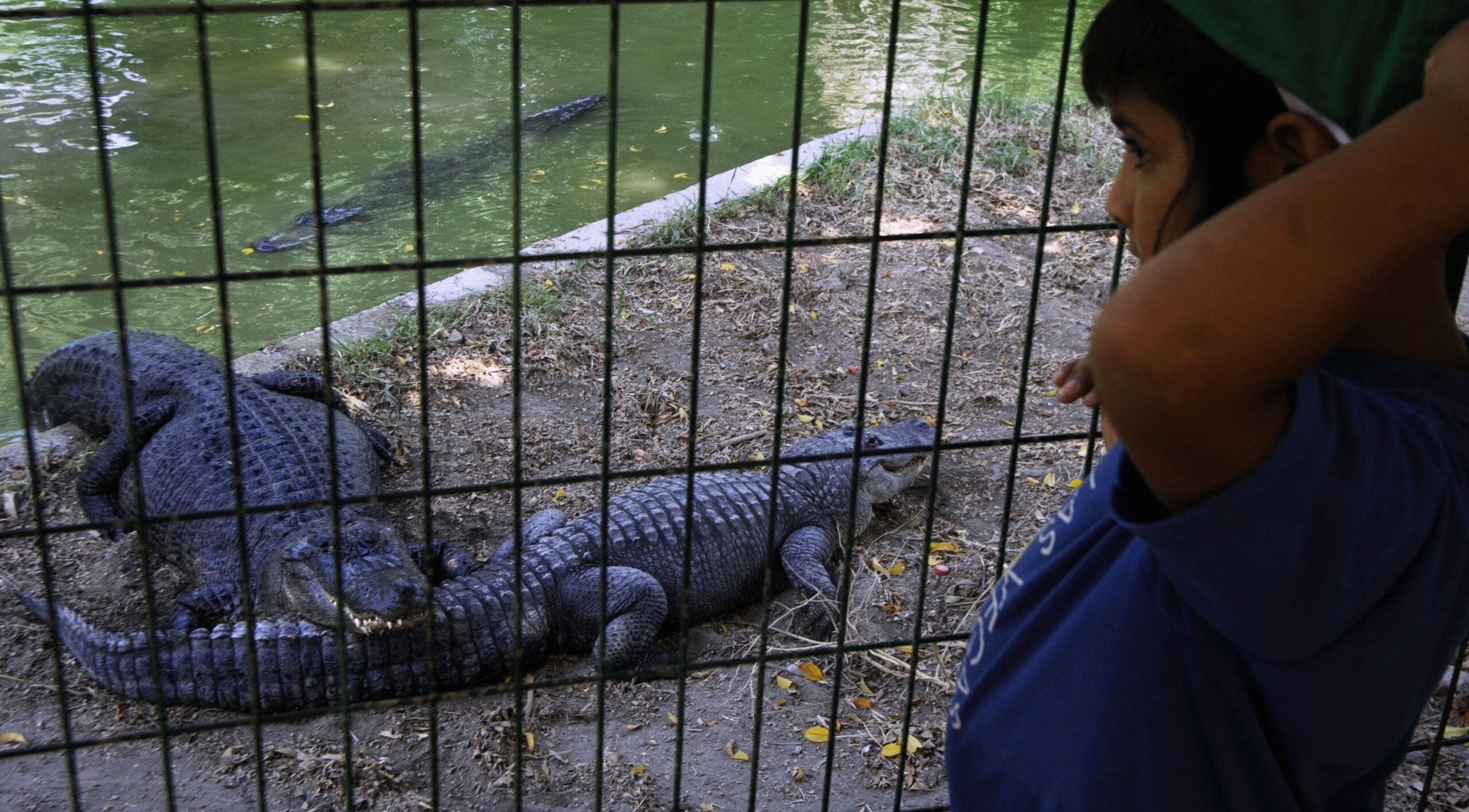 Israeli court delays Ben-Gvir’s plans for an Israeli ‘Crocodile Alcatraz’