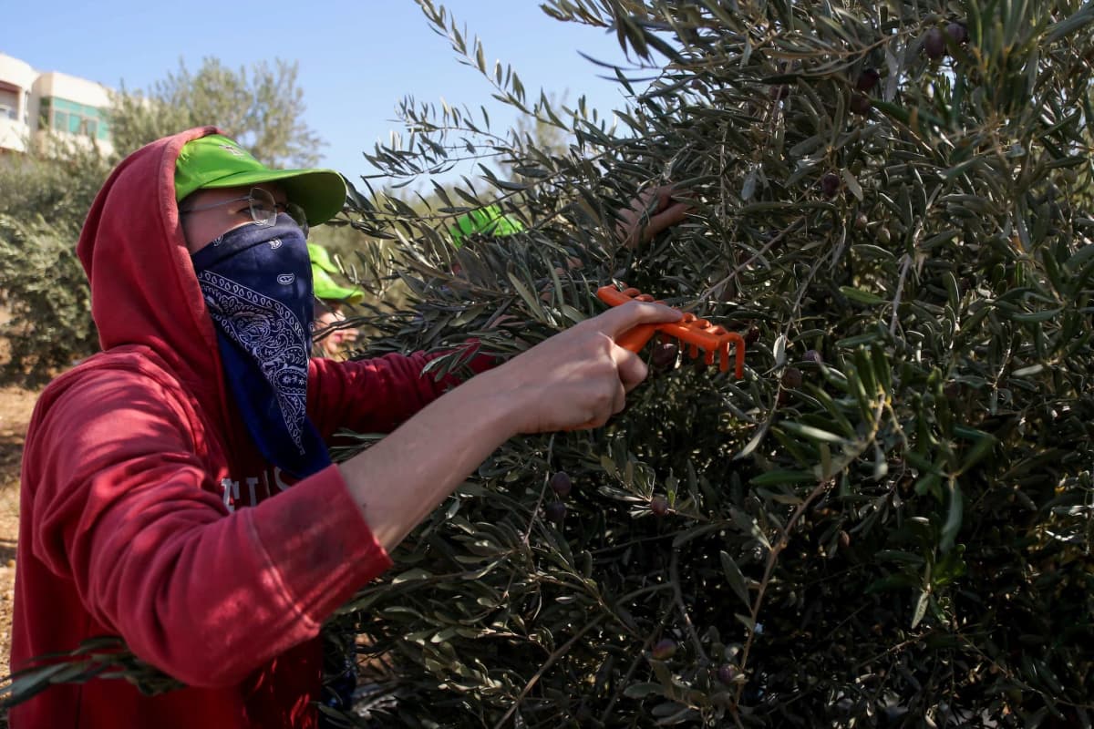 IDF detains NY Democrat Brad Lander and dozens of activists during West Bank harvest trip