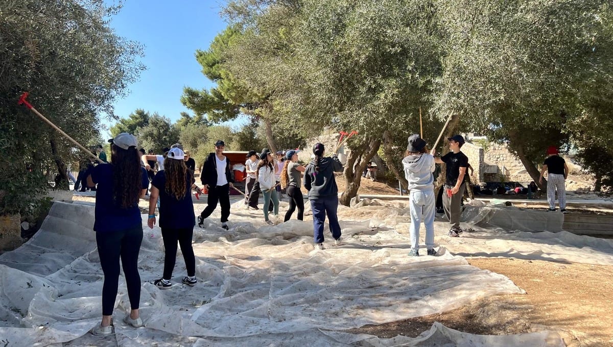רבני גוש הציון קובעים: "קטיפת זיתים ממטעים של ערבים היא גזל"