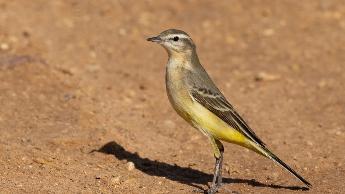 זה לא עיט: המחזה המטורף בלילה שפותח את עונת הסתיו בישראל