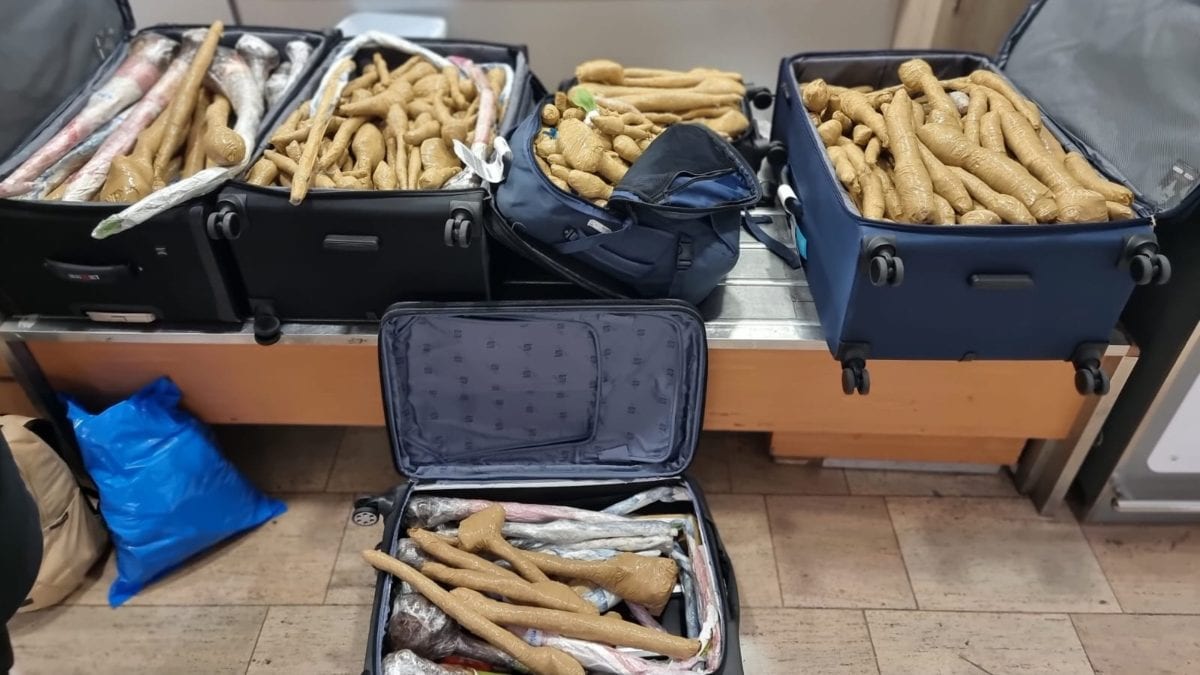 רופא נעצר בנתב"ג עם 300 שתילי בננה - ובמכס נדהמו לשמוע מה הסיבה