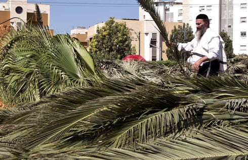 מהם סוככיים? "שטיפת מוח" מדעית לסוכות