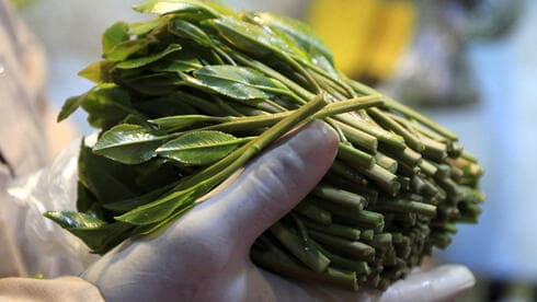 Two Israeli women accused of smuggling 100 kg of khat released on bail in Poland