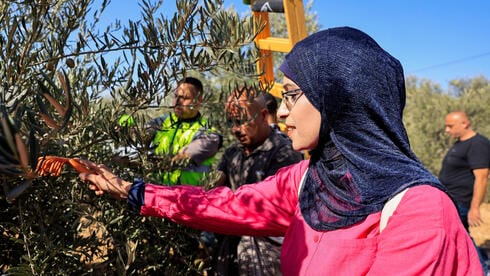 עוקרים עצים ואנשים: רגע לפני המסיק, כך מוחרבת החקלאות הפלסטינית ביו"ש