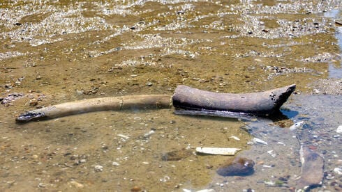מפלס הדנובה ממשיך לרדת, שרידי ממותה נחשפו בנהר