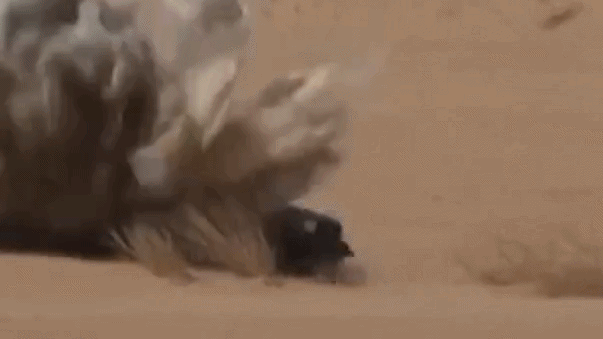 ‘Like Mad Max’: Yemen desert battle footage emerges as Saudi-led airstrikes resume | Watch