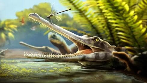 עם שיניים דמויות מחטים: מין חדש של טורף פרהיסטורי התגלה במרוקו